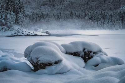 Snow covered plants and trees