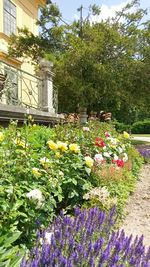 Flowers blooming outdoors