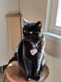 Black cat sitting on chair in front of window, looking left.