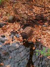 Leaves on tree trunk