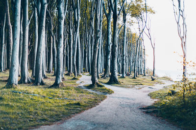 Panoramic shot of trees in forest against sky