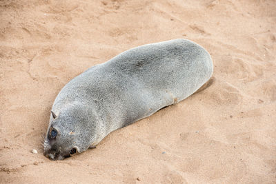 High angle view of animal sleeping on beach