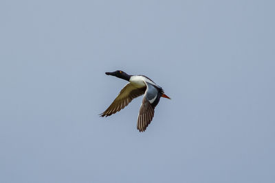 Low angle view of bird flying