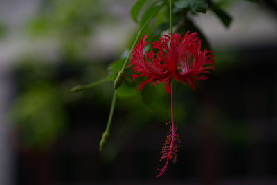 Close-up of red flowers