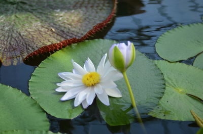 Close-up of lotus water lily in pond