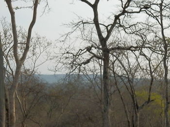 Close-up of bare trees against sky