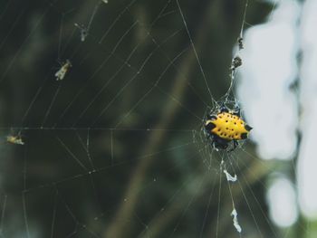 Close-up of spider on web