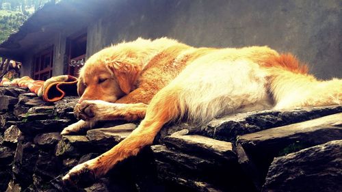 View of a dog resting on wood
