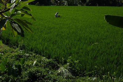 Plants growing on field