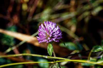flowering plant