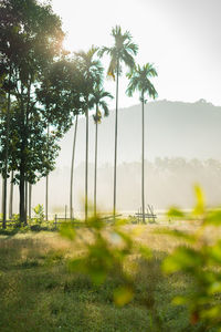 Palm trees on field against sky