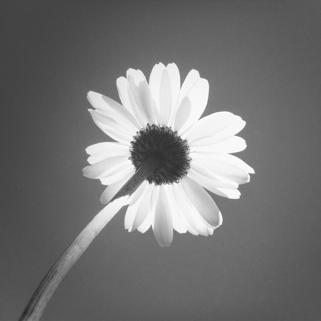 flower, petal, freshness, flower head, fragility, studio shot, single flower, beauty in nature, white color, close-up, copy space, nature, growth, pollen, blooming, daisy, black background, white, no people, blossom