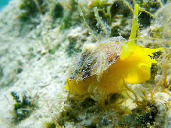 Close-up of yellow underwater