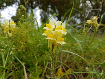 Close-up of yellow flowers blooming on field