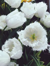 Close-up of white flowers blooming outdoors