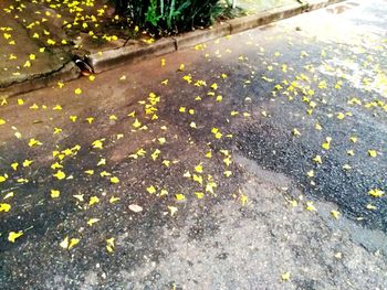 Close-up of yellow horse on road