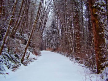 Snow covered land amidst trees in forest