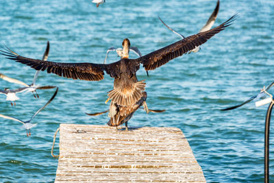 Brown pelican with other birds flying over sea