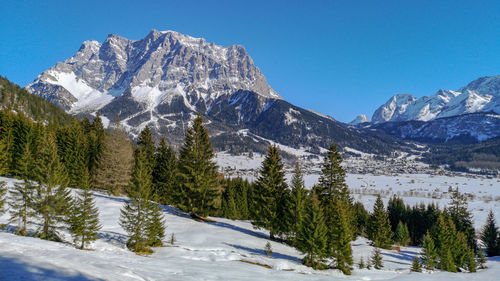 Pine trees on snowcapped mountain zugspitze, bavarian and tyrolean alps against clear sky