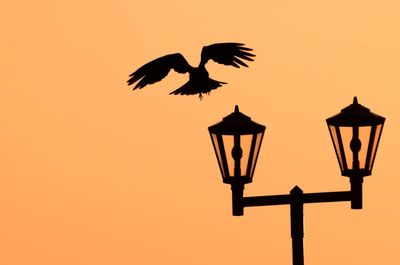 Silhouette bird flying by lamp post against clear sky during sunset