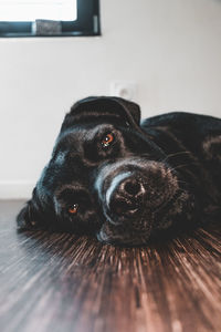 Portrait of black dog relaxing on floor at home