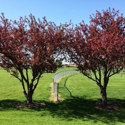 Trees on field against clear sky