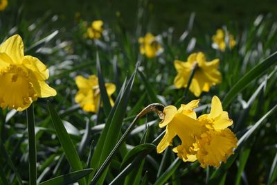 Close-up of bee pollinating on yellow flower