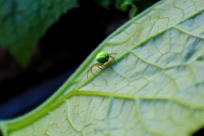 Close-up of fly on leaf