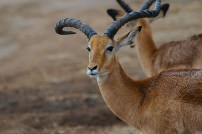 Gazelle roaming
