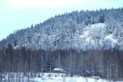 Scenic view of snow covered landscape