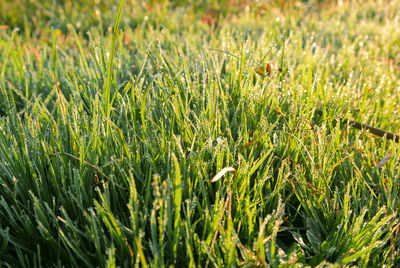 Close-up of crops growing on field