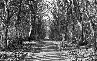 Trees in forest against sky