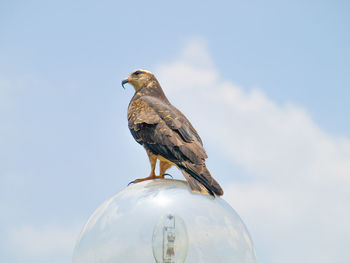 Low angle view of bird perching against sky