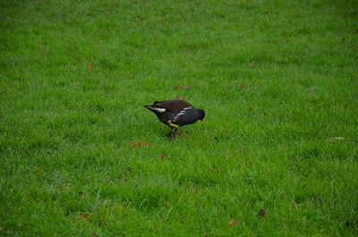 High angle view of bird on grass