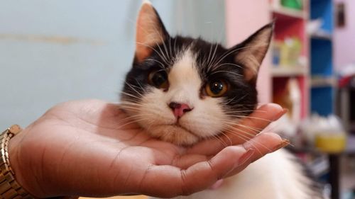 Close-up of hand holding cat