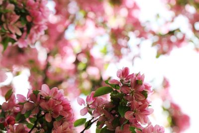 Close-up of pink cherry blossom