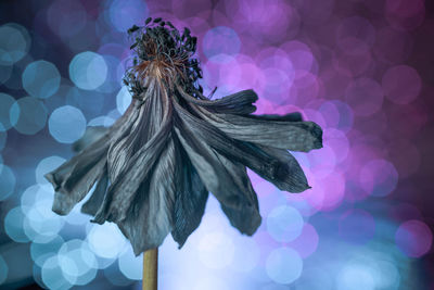 Close-up of wilted flower