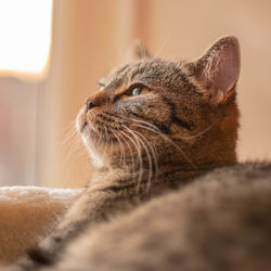 Close-up of a cat resting