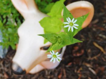 Close-up of white daisy flowers