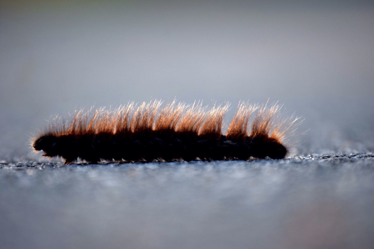 close-up, no people, one animal, selective focus, day, studio shot, animals in the wild, outdoors, animal themes, nature