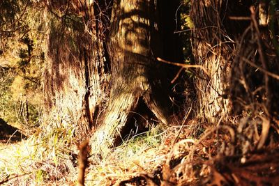 Close-up of tree in forest