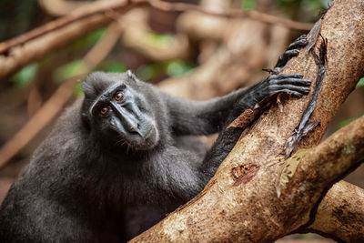 Close-up of horse sitting on branch