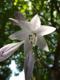 Close-up of flower blooming outdoors