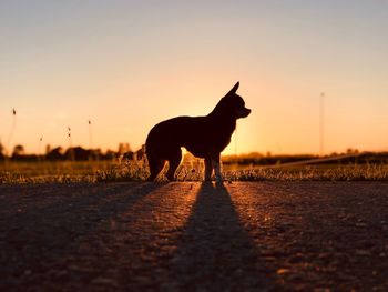 Silhouette dog on road against sky during sunset