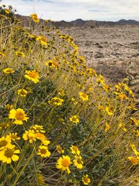 Close-up of yellow flowering plants on field