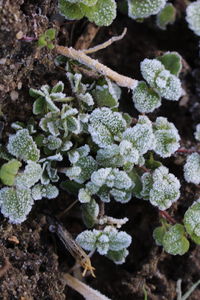 Close-up of lichen on plant