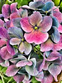 Close-up of pink flowers