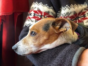 Close-up of a dog resting