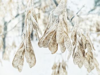 Close-up of dry leaves hanging on plant