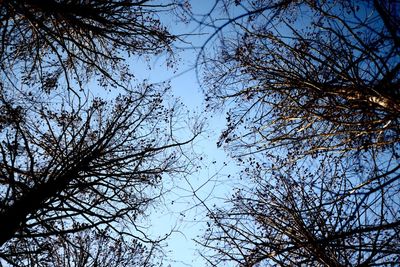 Low angle view of bare tree against sky